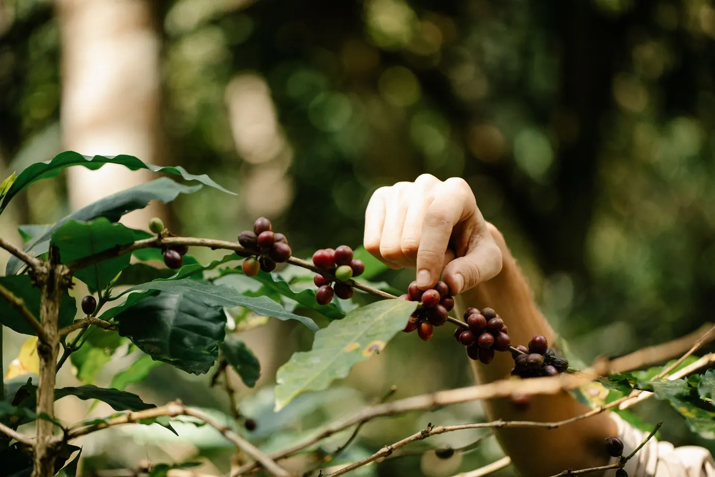 Coffee harvest in Oromia · Guji