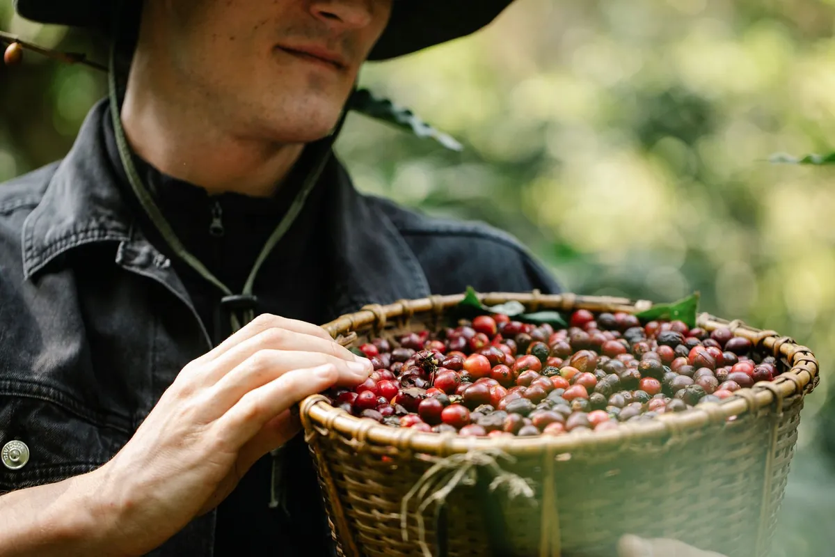 Coffee harvest in Sidama · Bensa