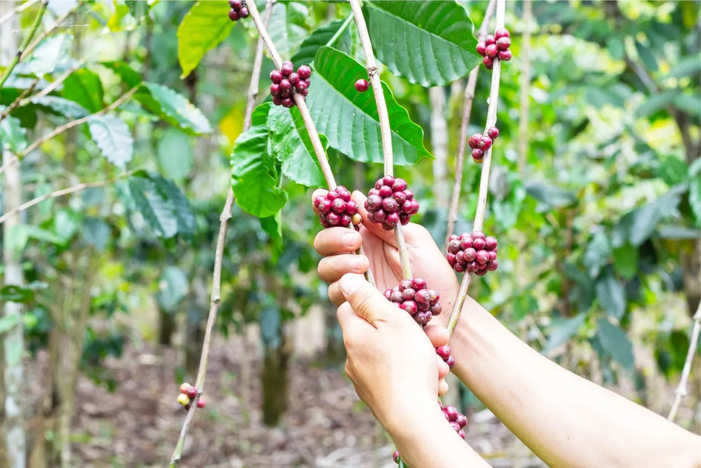 Hands selecting ripe coffee cherries