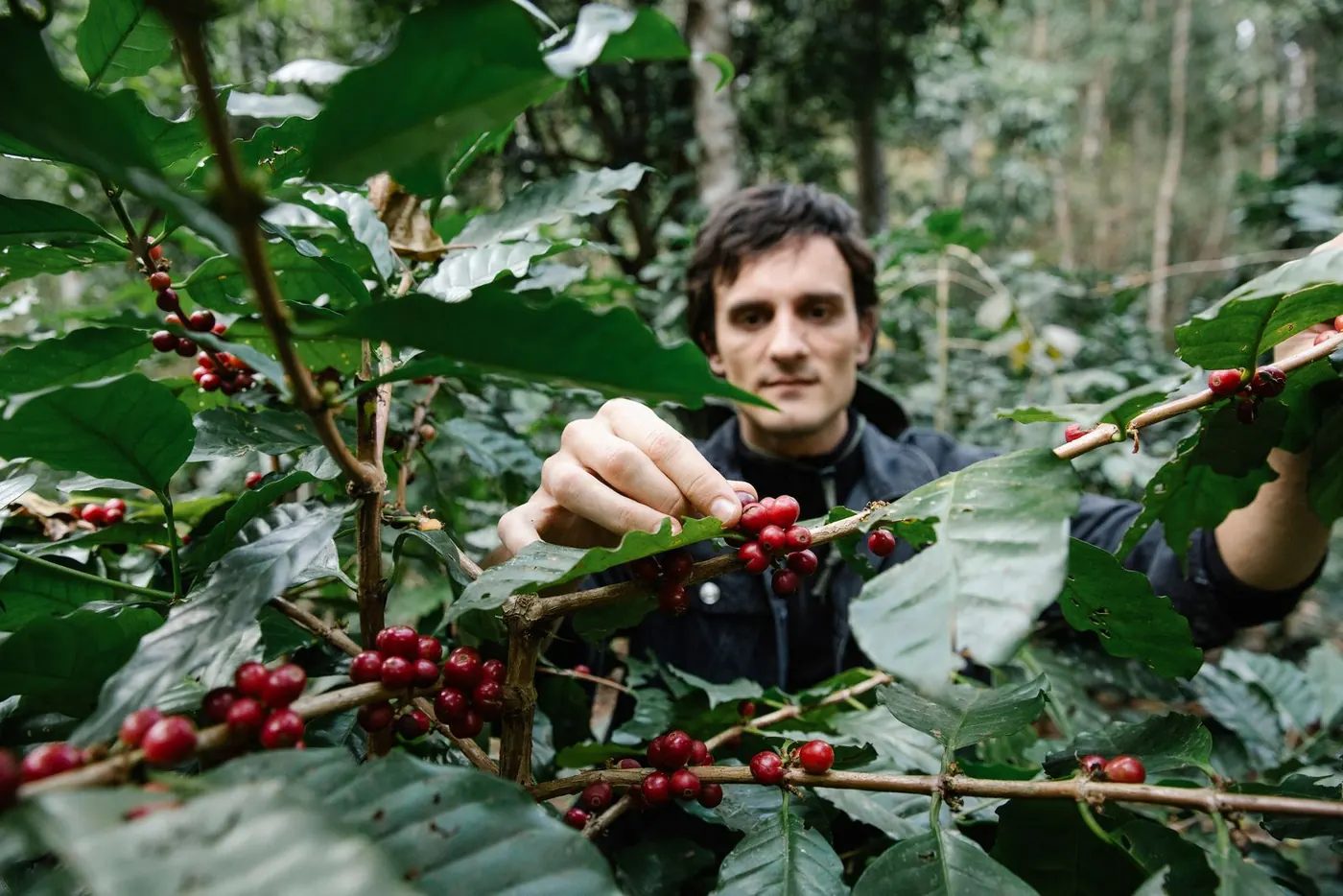 Coffee harvest in Gedeo · Yirgacheffe
